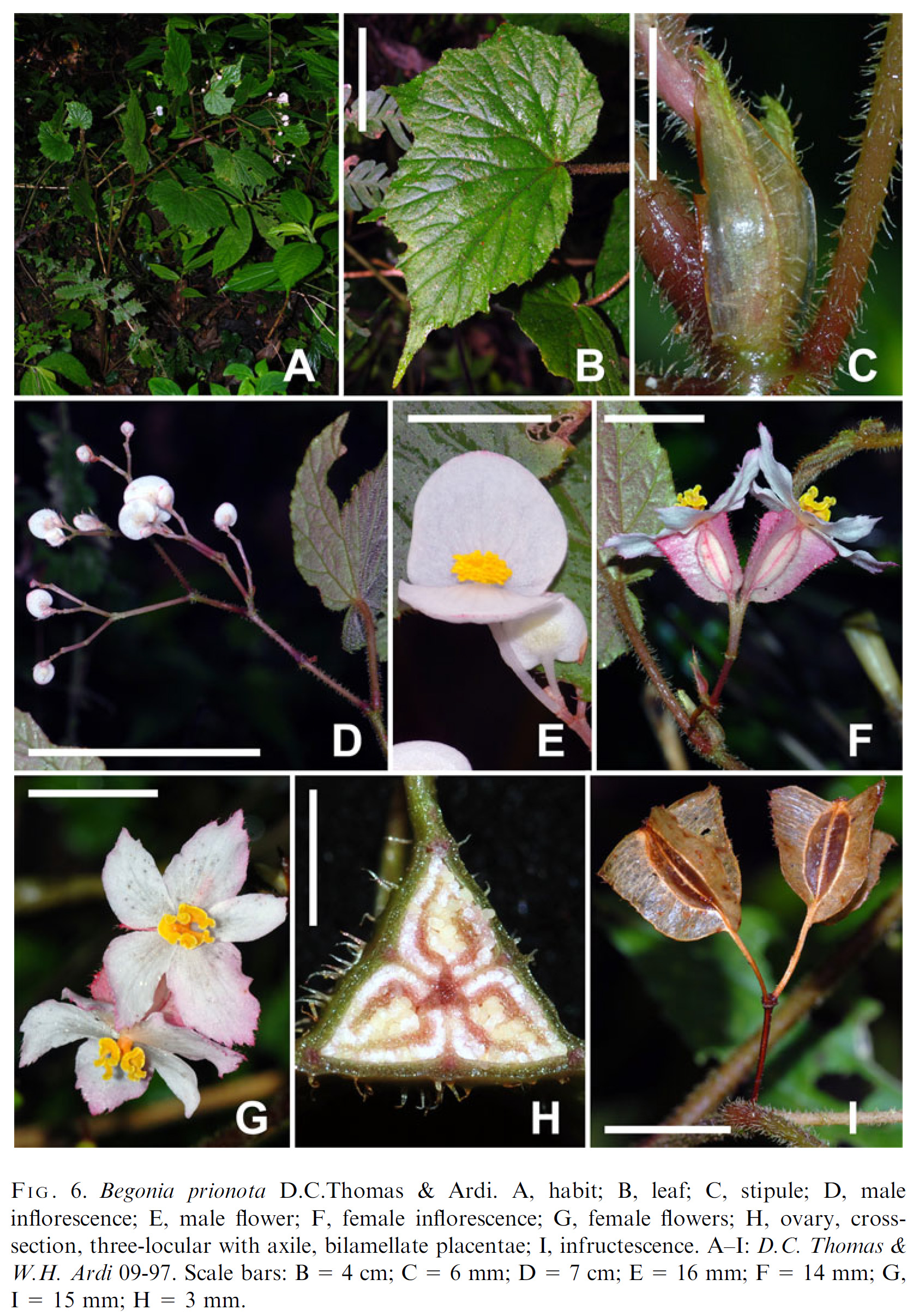 https://floramalesiana.org/new/wp-content/uploads/2024/01/SBDP_Begonia-prionota_photoplate.jpg